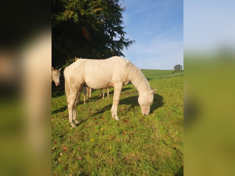 Paint-häst Hingst 1 år 150 cm Palomino in Rödinghausen