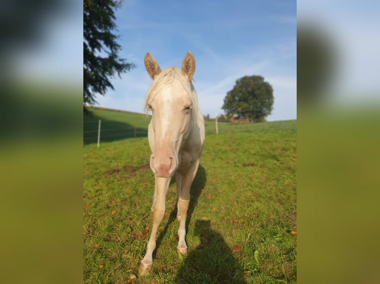 Paint-häst Hingst 1 år 150 cm Palomino in Rödinghausen