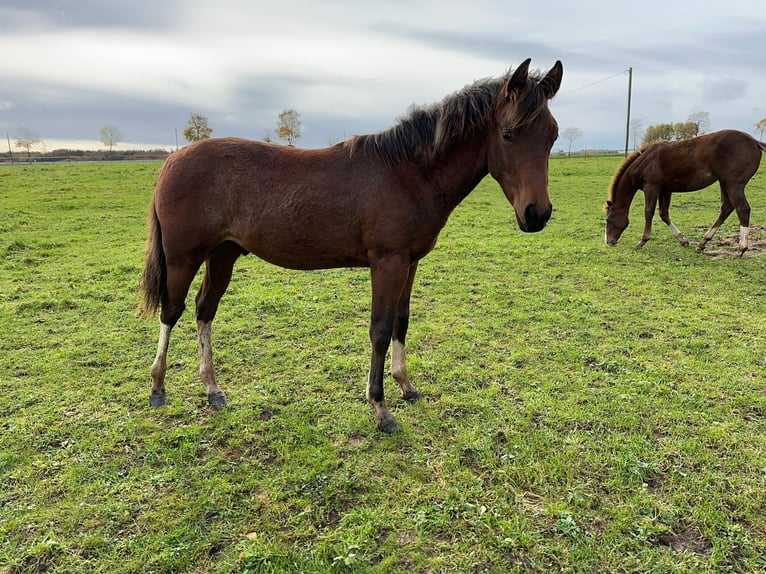 Paint-häst Hingst 1 år 150 cm Pinto in Nohfelden