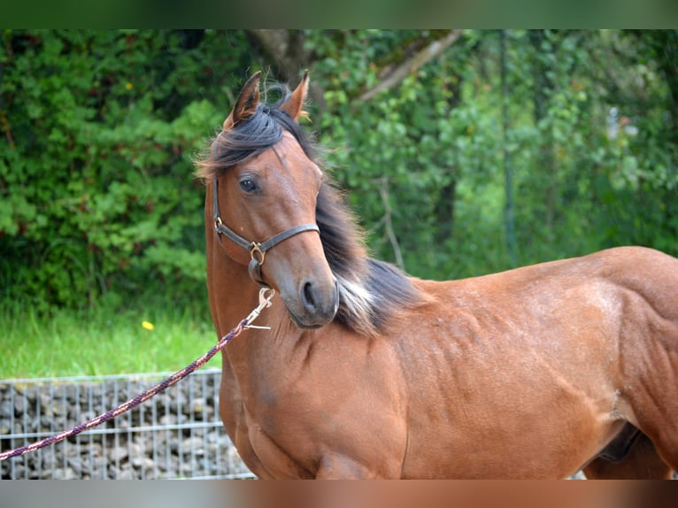 Paint-häst Hingst 1 år 150 cm Pinto in Nohfelden