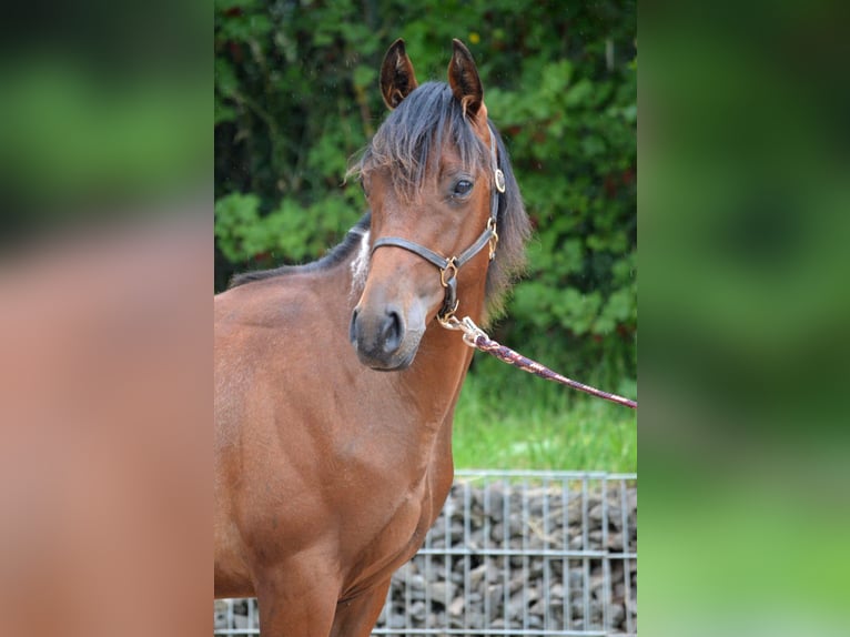 Paint-häst Hingst 1 år 150 cm Pinto in Nohfelden