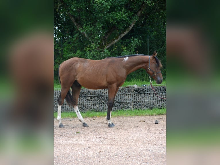 Paint-häst Hingst 1 år 150 cm Pinto in Nohfelden