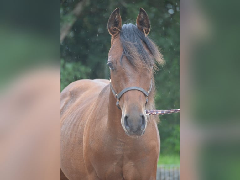 Paint-häst Hingst 1 år 150 cm Pinto in Nohfelden