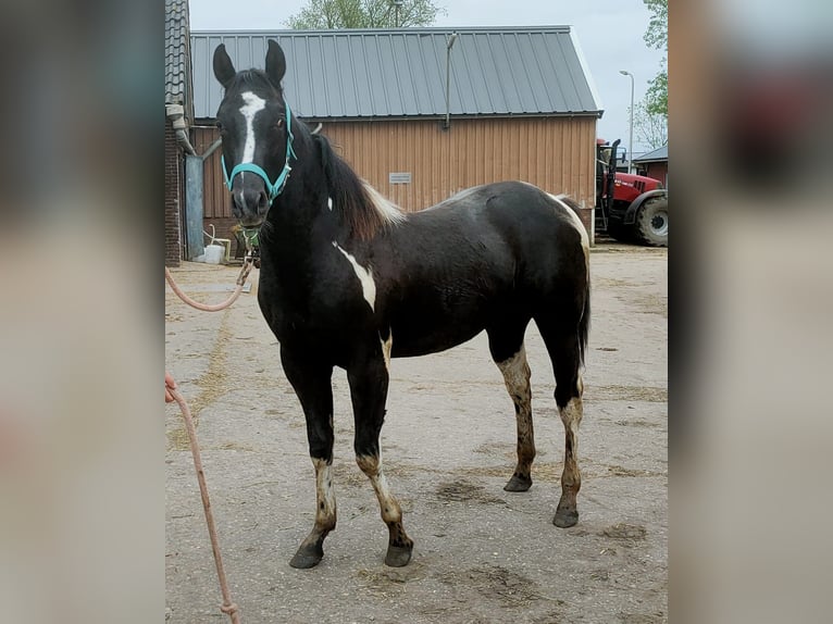 Paint-häst Hingst 1 år 150 cm Tobiano-skäck-alla-färger in Alphen aan den Rijn