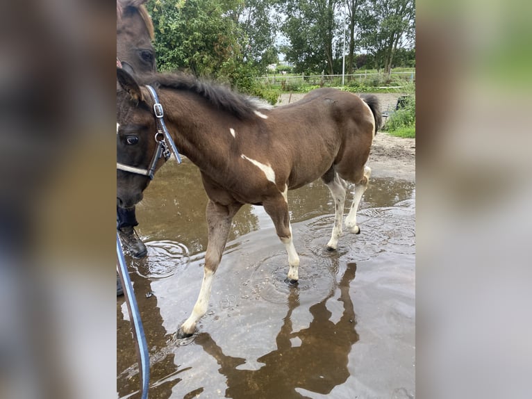 Paint-häst Hingst 1 år 150 cm Tobiano-skäck-alla-färger in Alphen aan den Rijn