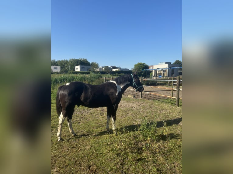 Paint-häst Hingst 1 år 150 cm Tobiano-skäck-alla-färger in Alphen aan den Rijn