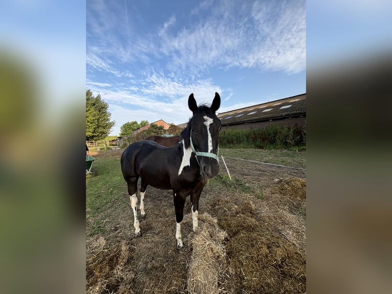 Paint-häst Hingst 1 år 150 cm Tobiano-skäck-alla-färger in Alphen aan den Rijn