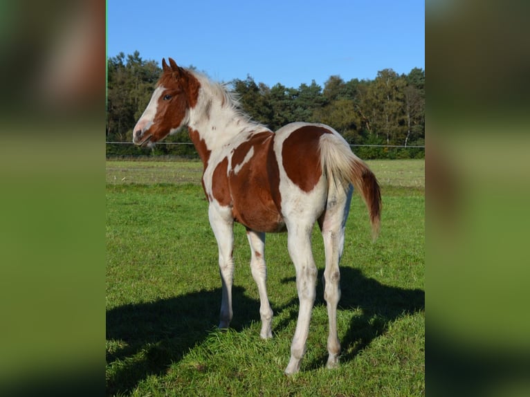 Paint-häst Hingst 1 år 150 cm Tobiano-skäck-alla-färger in Uelsen
