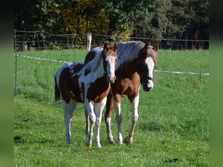 Paint-häst Hingst 1 år 150 cm Tobiano-skäck-alla-färger in Uelsen