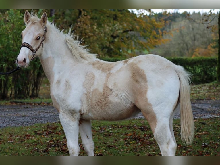 Paint-häst Hingst 1 år 150 cm Tobiano-skäck-alla-färger in Hellenthal