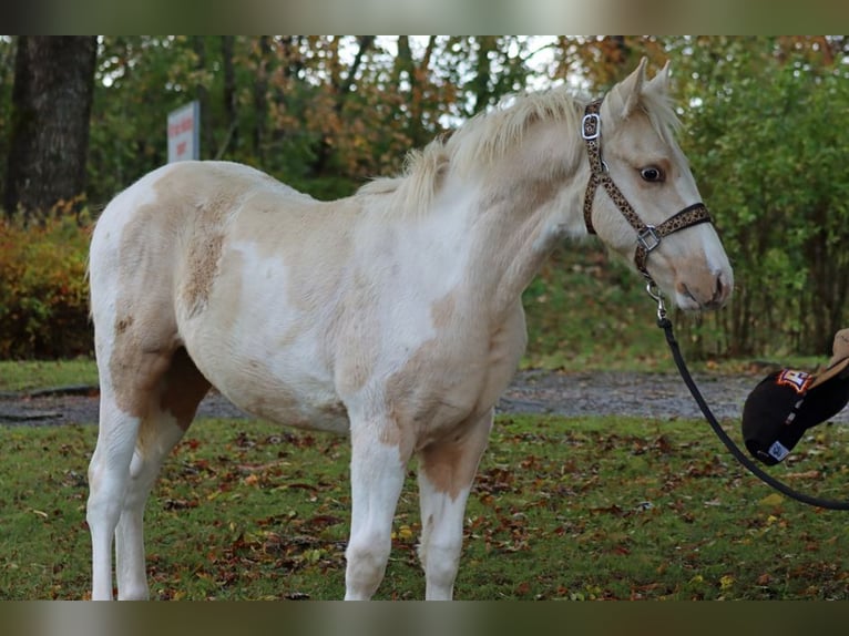 Paint-häst Hingst 1 år 150 cm Tobiano-skäck-alla-färger in Hellenthal