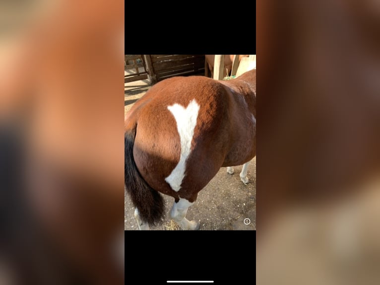 Paint-häst Hingst 1 år 150 cm in Au in der Hallertau