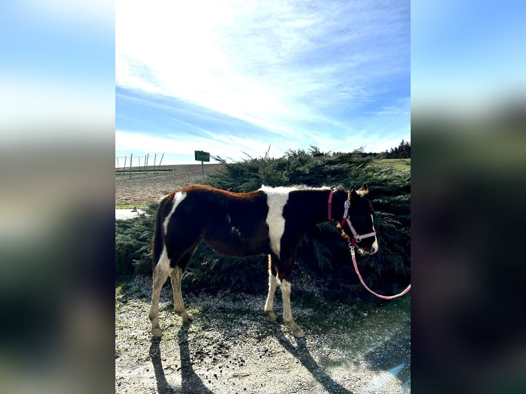 Paint-häst Hingst 1 år 150 cm in Au in der Hallertau