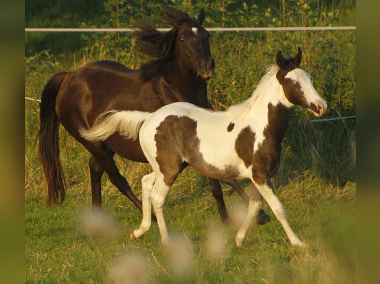 Paint-häst Hingst 1 år 151 cm Tovero-skäck-alla-färger in Warburg