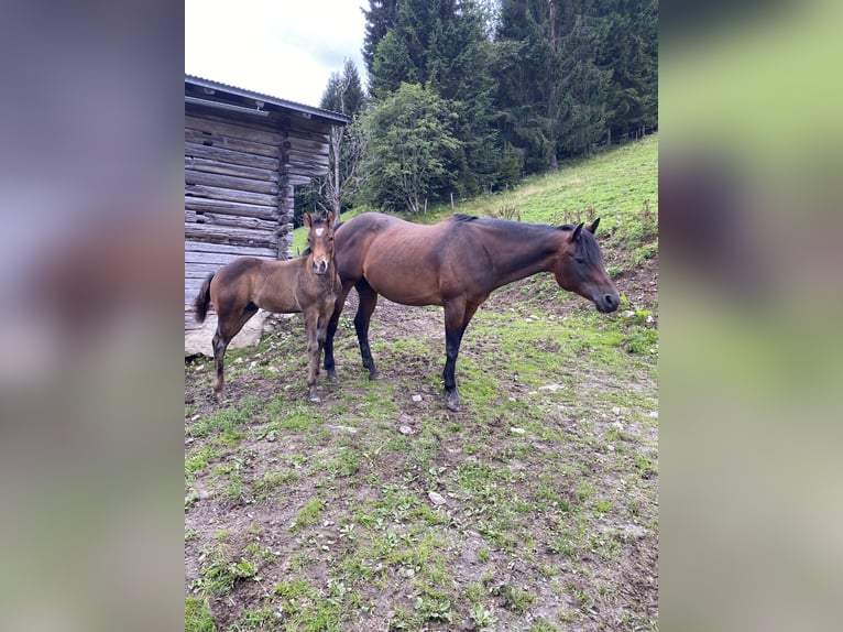 Paint-häst Hingst 1 år 152 cm Brun in Fügenberg