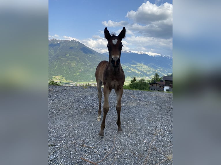 Paint-häst Hingst 1 år 152 cm Brun in Fügenberg