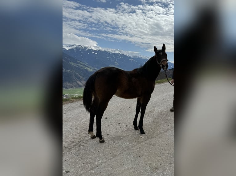 Paint-häst Hingst 1 år 152 cm Brun in Fügenberg