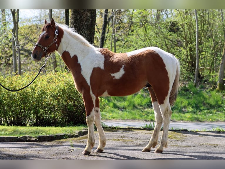 Paint-häst Hingst 1 år 152 cm Tobiano-skäck-alla-färger in Hellenthal
