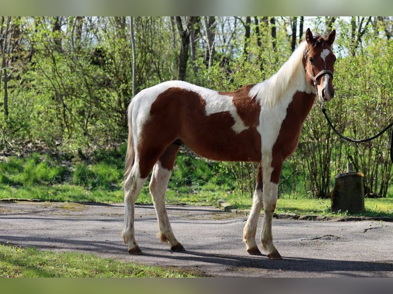 Paint-häst Hingst 1 år 152 cm Tobiano-skäck-alla-färger in Hellenthal