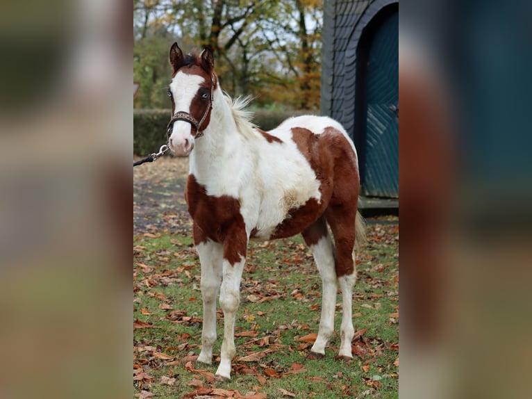 Paint-häst Hingst 1 år 152 cm Tovero-skäck-alla-färger in Hellenthal