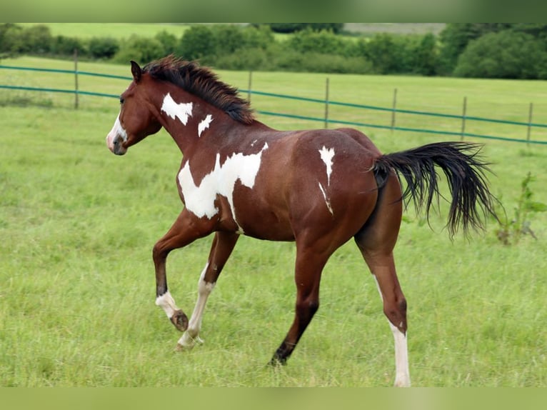 Paint-häst Hingst 1 år 153 cm Overo-skäck-alla-färger in Hellenthal