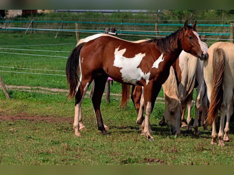 Paint-häst Hingst 1 år 153 cm Overo-skäck-alla-färger in Hellenthal