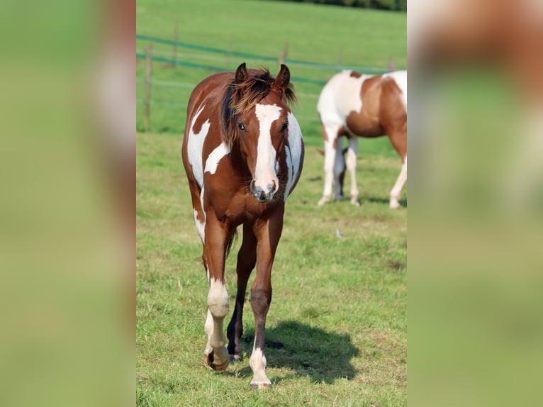 Paint-häst Hingst 1 år 153 cm Overo-skäck-alla-färger in Hellenthal