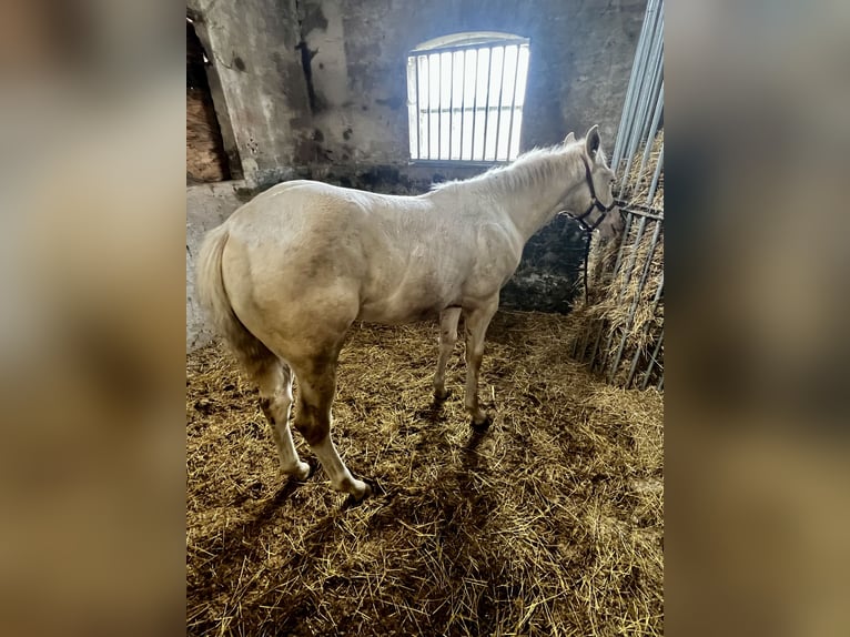 Paint-häst Hingst 1 år 153 cm Perlino in Woudenberg