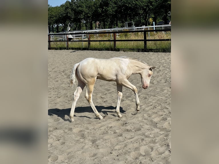 Paint-häst Hingst 1 år 153 cm Perlino in Woudenberg