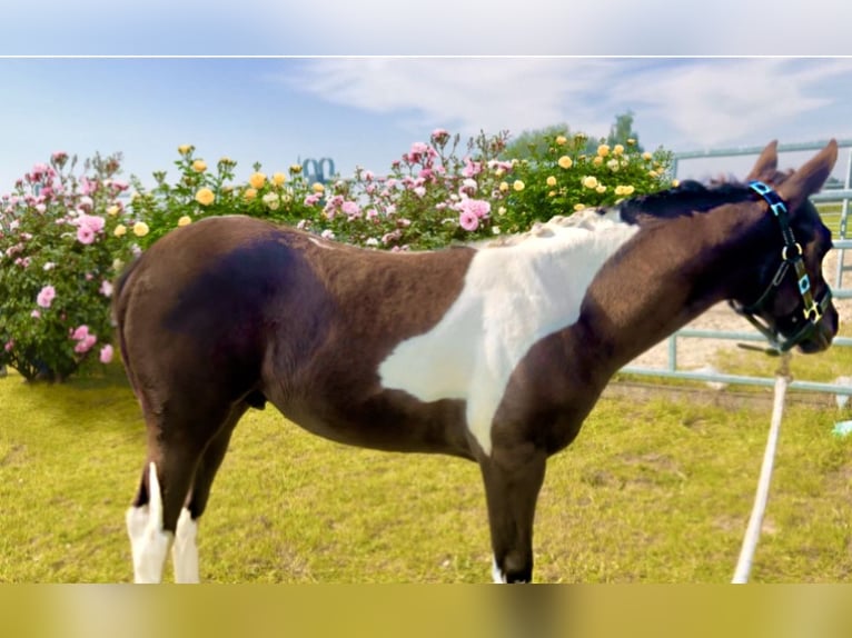 Paint-häst Hingst 1 år 153 cm Tobiano-skäck-alla-färger in Bad Gandersheim