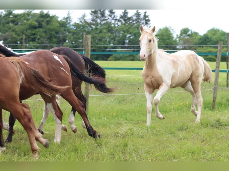 Paint-häst Hingst 1 år 153 cm Tobiano-skäck-alla-färger in Hellenthal