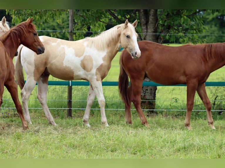 Paint-häst Hingst 1 år 153 cm Tobiano-skäck-alla-färger in Hellenthal