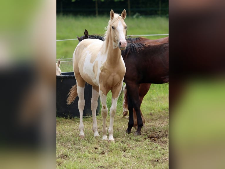 Paint-häst Hingst 1 år 153 cm Tobiano-skäck-alla-färger in Hellenthal