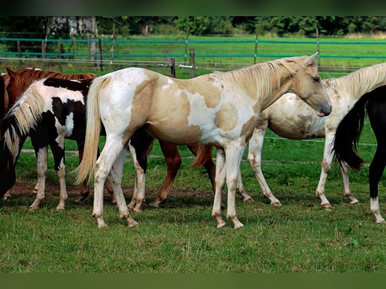 Paint-häst Hingst 1 år 153 cm Tobiano-skäck-alla-färger in Hellenthal