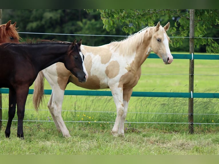 Paint-häst Hingst 1 år 153 cm Tobiano-skäck-alla-färger in Hellenthal