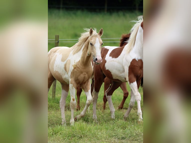 Paint-häst Hingst 1 år 153 cm Tobiano-skäck-alla-färger in Hellenthal