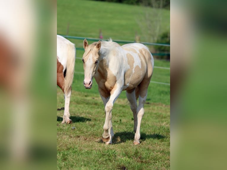 Paint-häst Hingst 1 år 153 cm Tobiano-skäck-alla-färger in Hellenthal