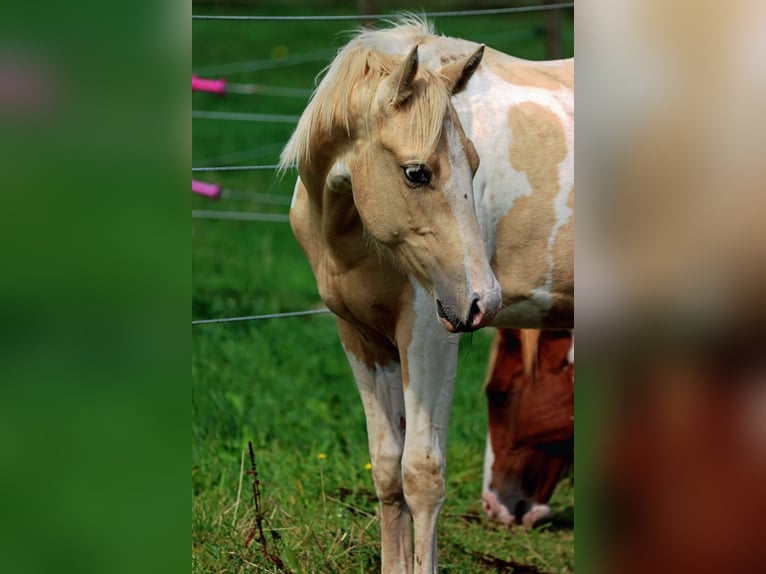 Paint-häst Hingst 1 år 153 cm Tobiano-skäck-alla-färger in Hellenthal