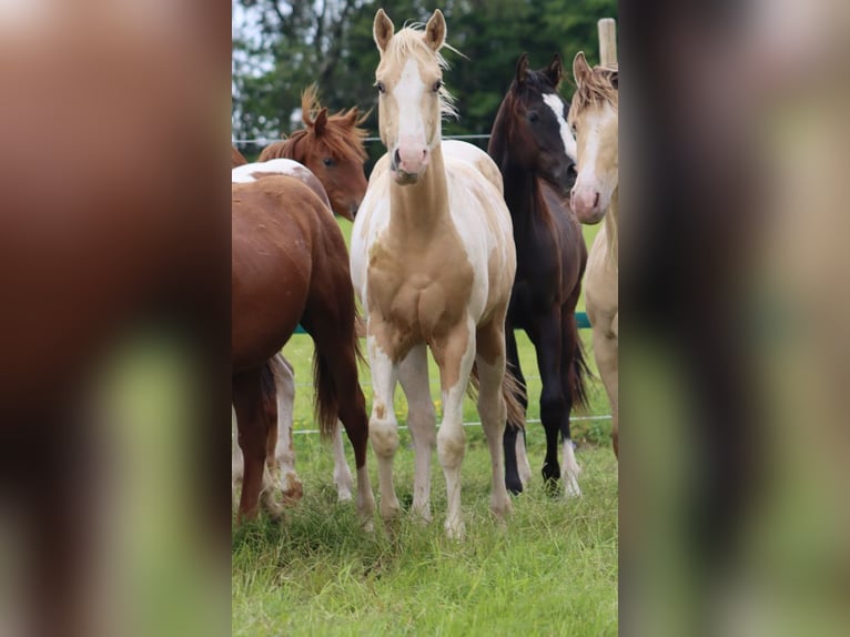 Paint-häst Hingst 1 år 153 cm Tobiano-skäck-alla-färger in Hellenthal