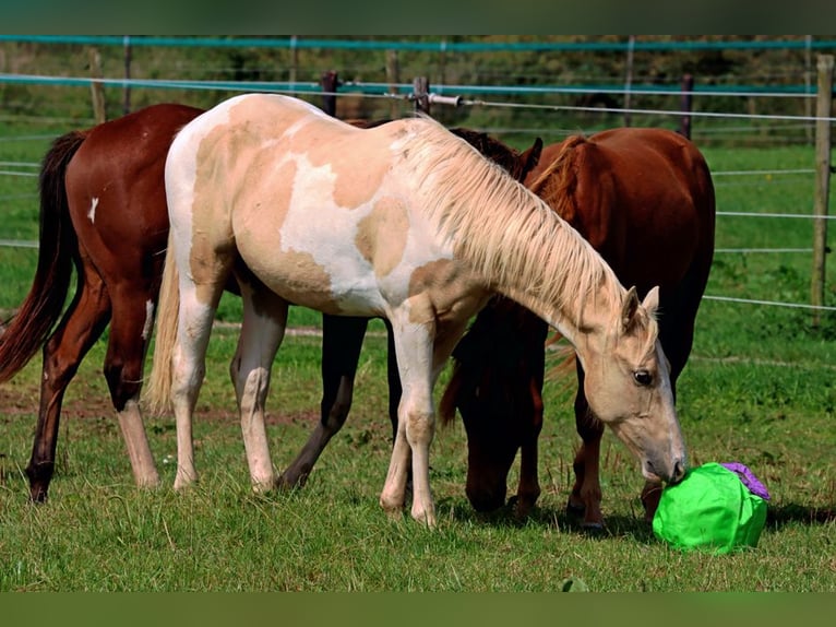 Paint-häst Hingst 1 år 153 cm Tobiano-skäck-alla-färger in Hellenthal