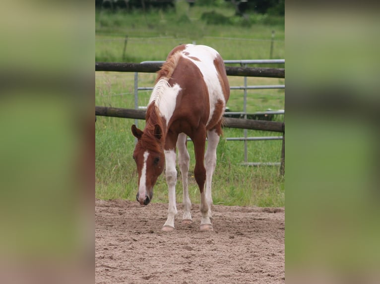 Paint-häst Hingst 1 år 154 cm Fux in Düsseldorf