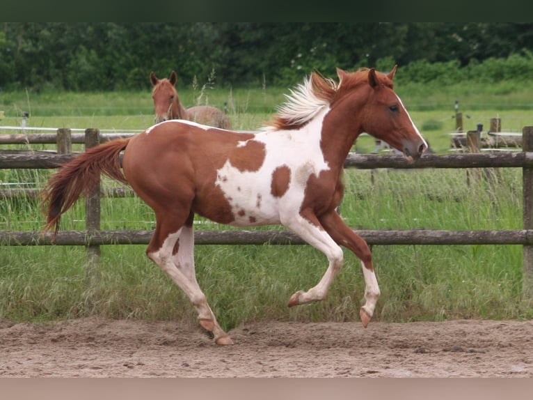 Paint-häst Hingst 1 år 154 cm Fux in Düsseldorf