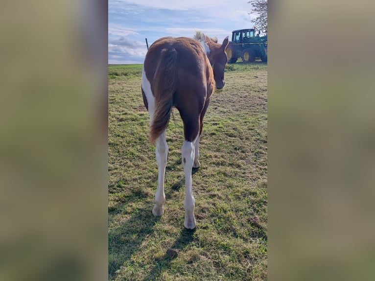 Paint-häst Hingst 1 år 154 cm Pinto in Mansfeld