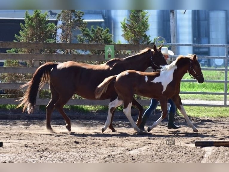 Paint-häst Hingst 1 år 154 cm Pinto in Mansfeld