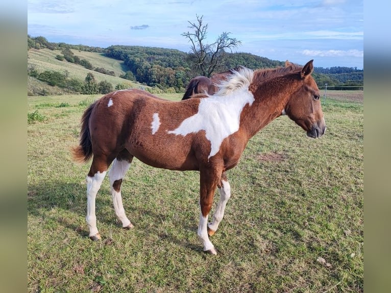 Paint-häst Hingst 1 år 154 cm Pinto in Mansfeld