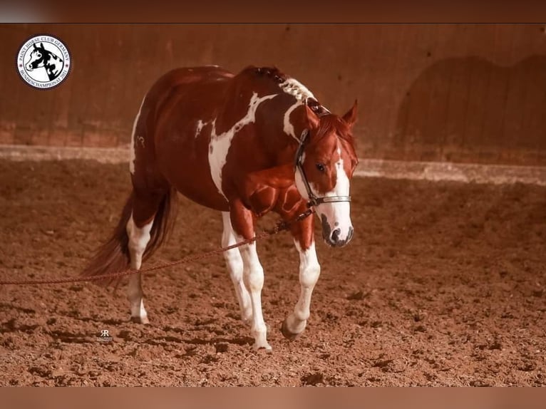 Paint-häst Hingst 1 år 154 cm Pinto in Mansfeld