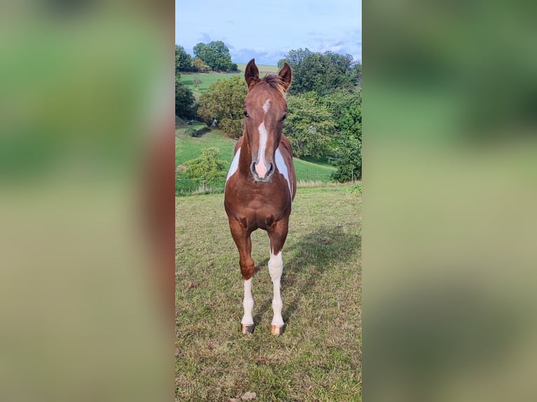 Paint-häst Hingst 1 år 154 cm Pinto in Mansfeld