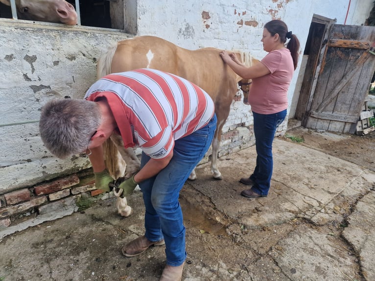 Paint-häst Hingst 1 år 155 cm Pinto in Buchbach