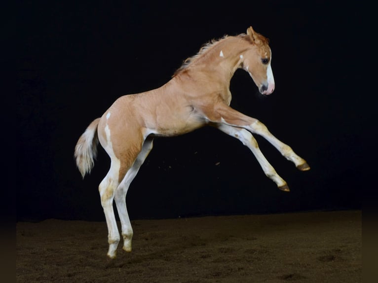 Paint-häst Hingst 1 år 155 cm Pinto in Buchbach
