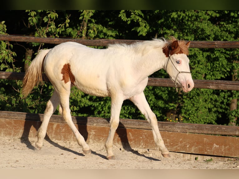 Paint-häst Blandning Hingst 1 år 155 cm Tovero-skäck-alla-färger in Globoko